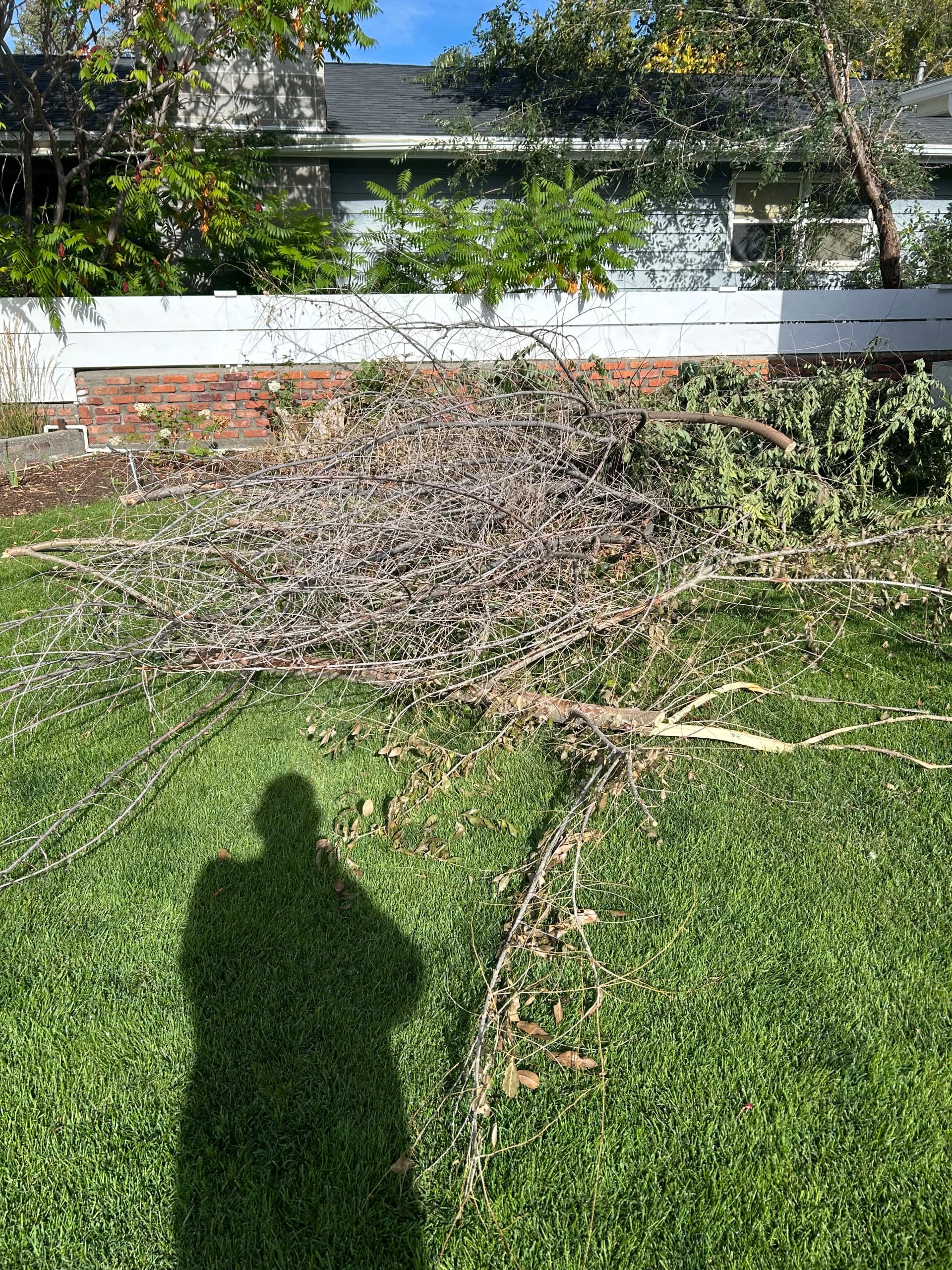 Branch and Debris Cleanup in Billings MT image